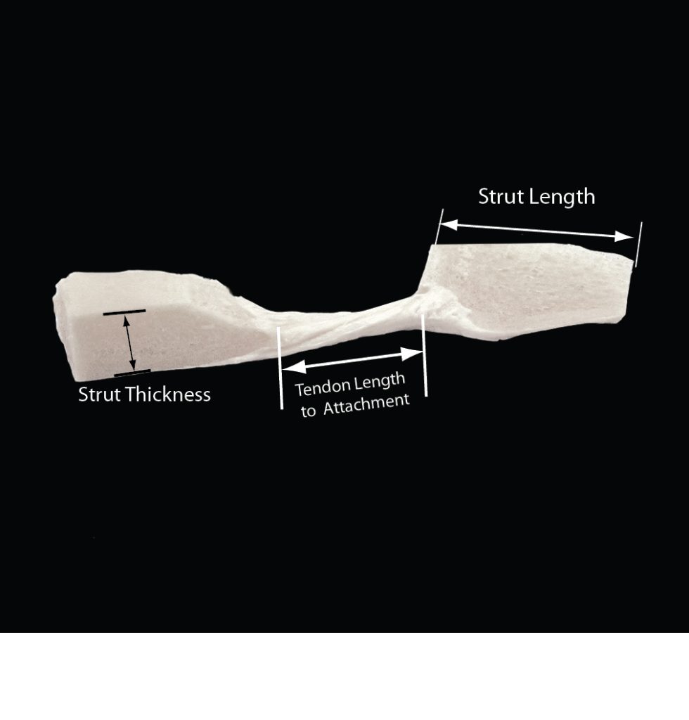 Patella